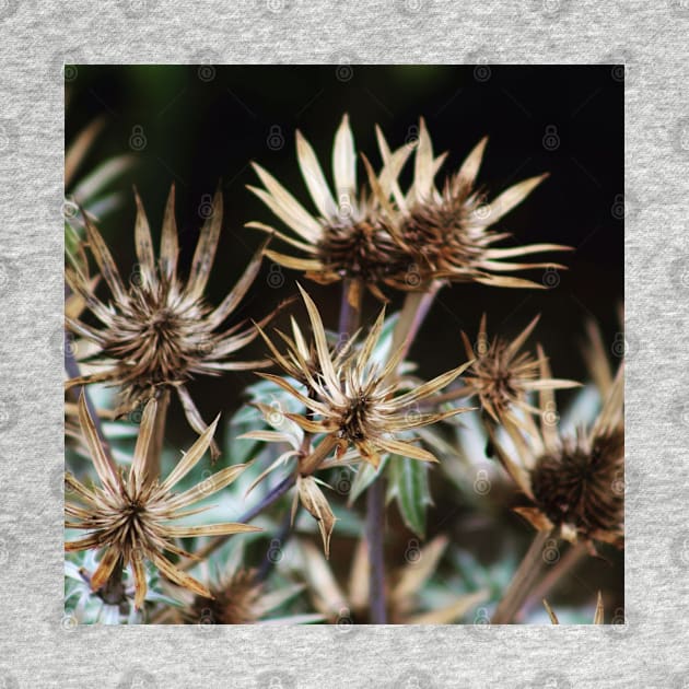 Spikey Seed heads by Jonesyinc